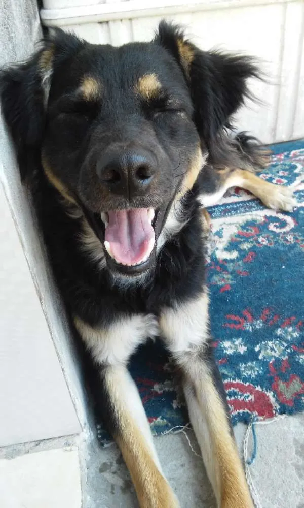 Cachorro ra a Vira lata  idade 5 anos nome Gibbs