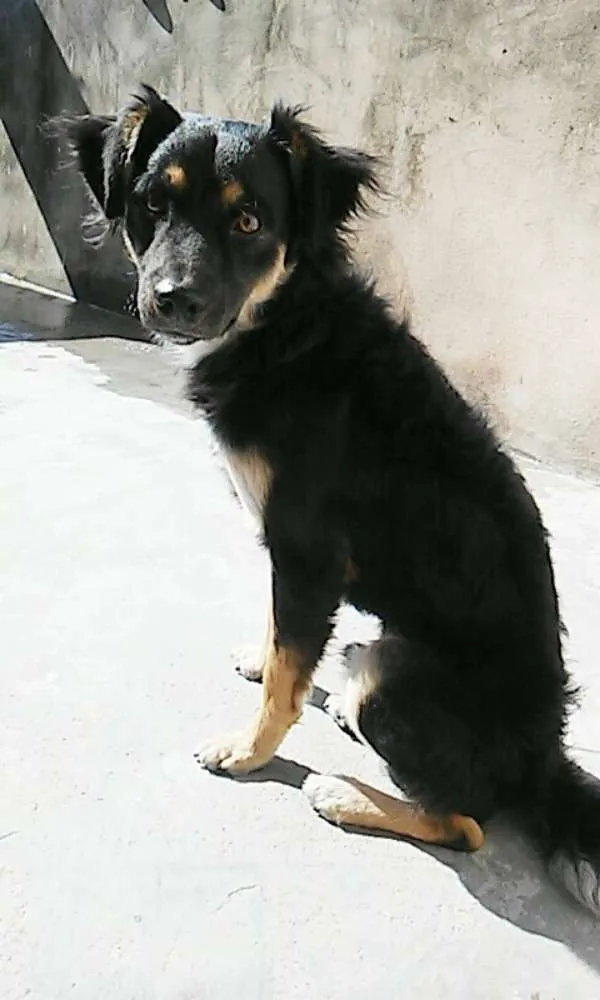 Cachorro ra a Vira lata  idade 5 anos nome Gibbs