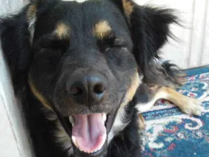Cachorro raça Vira lata  idade 5 anos nome Gibbs
