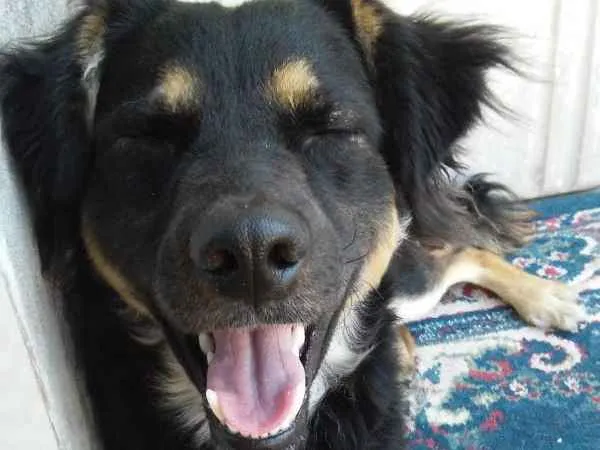 Cachorro ra a Vira lata  idade 5 anos nome Gibbs