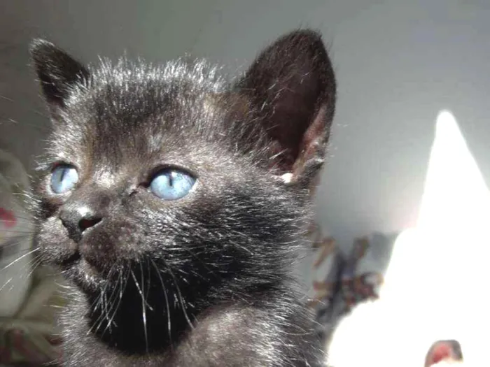 Gato ra a SRD idade Abaixo de 2 meses nome Filhotes