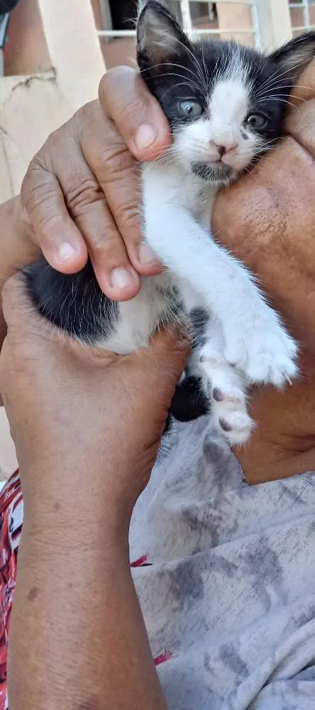 Gato raça  idade Abaixo de 2 meses nome Marias
