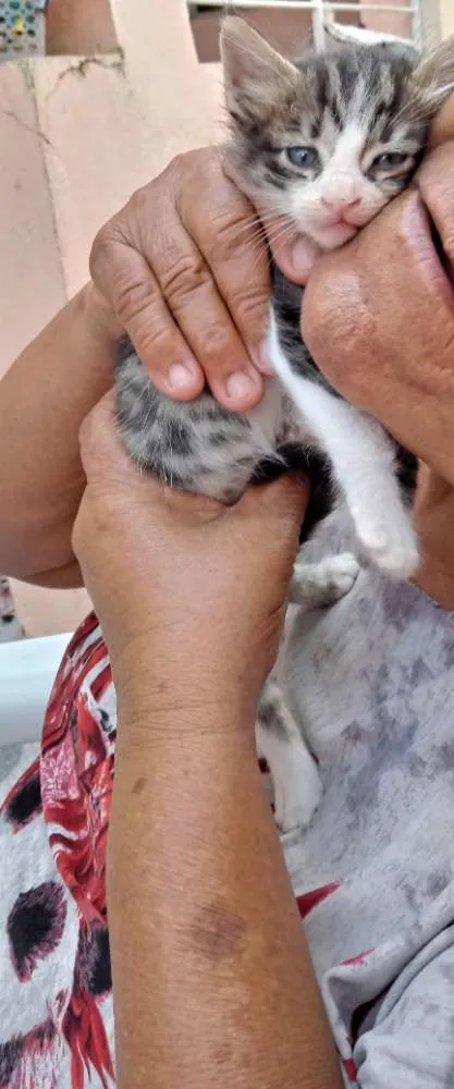 Gato raça  idade Abaixo de 2 meses nome Marias