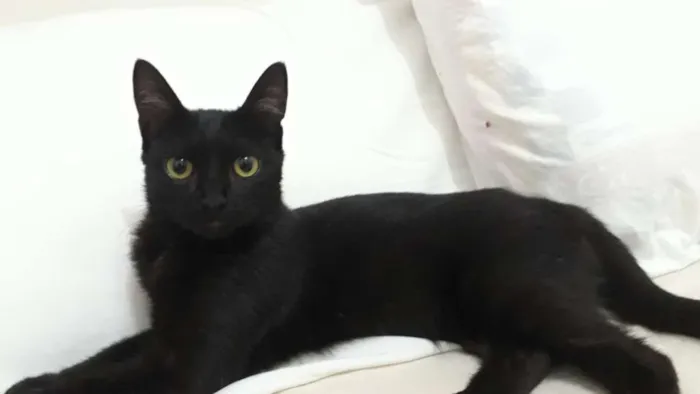 Gato ra a SRD idade 7 a 11 meses nome Filó