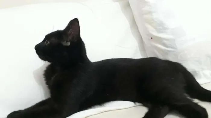 Gato ra a SRD idade 7 a 11 meses nome Filó