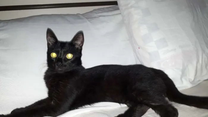 Gato ra a SRD idade 7 a 11 meses nome Filó