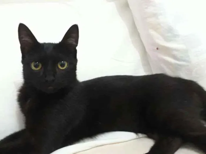 Gato ra a SRD idade 7 a 11 meses nome Filó