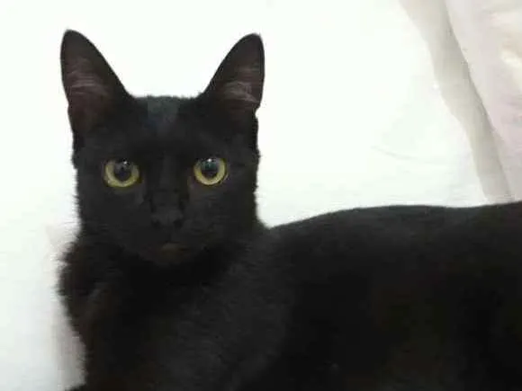 Gato ra a SRD idade 7 a 11 meses nome Filó