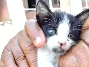 Gato raça  idade Abaixo de 2 meses nome Marias