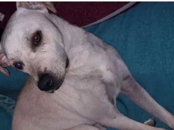 Cachorro ra a SRD idade 3 anos nome Snoop 