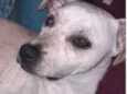 Snoop 