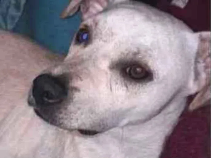 Cachorro ra a SRD idade 3 anos nome Snoop 