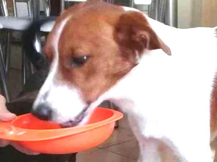 Cachorro ra a SRD idade 1 ano nome RAFA