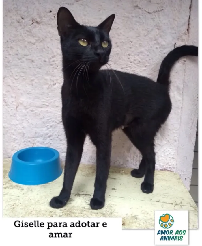 Gato ra a Srd idade 2 a 6 meses nome Giselle 