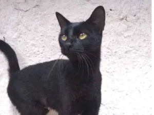 Gato raça Srd idade 2 a 6 meses nome Giselle 