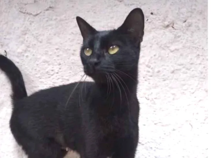 Gato ra a Srd idade 2 a 6 meses nome Giselle 