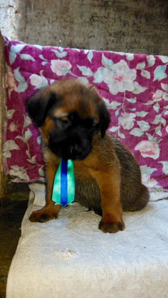 Cachorro ra a SRD idade Abaixo de 2 meses nome Ninhada Dara