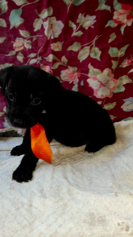 Cachorro ra a SRD idade Abaixo de 2 meses nome Ninhada Dara