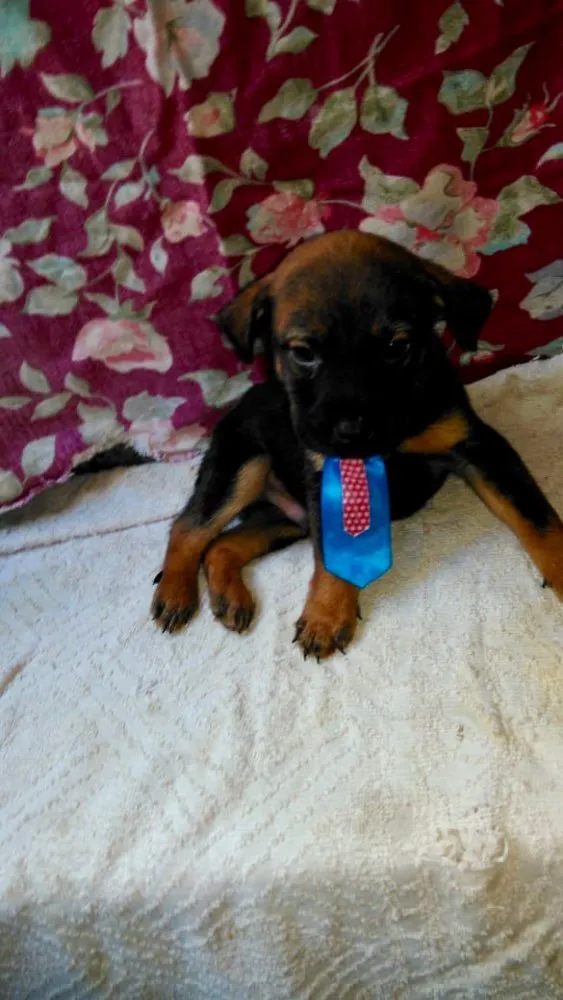 Cachorro ra a SRD idade Abaixo de 2 meses nome Ninhada Dara