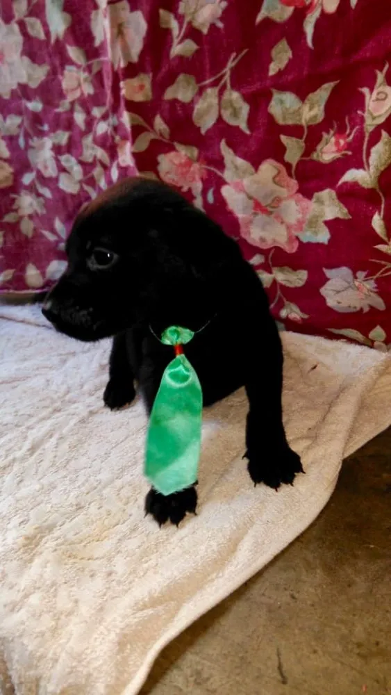 Cachorro ra a SRD idade Abaixo de 2 meses nome Ninhada Dara