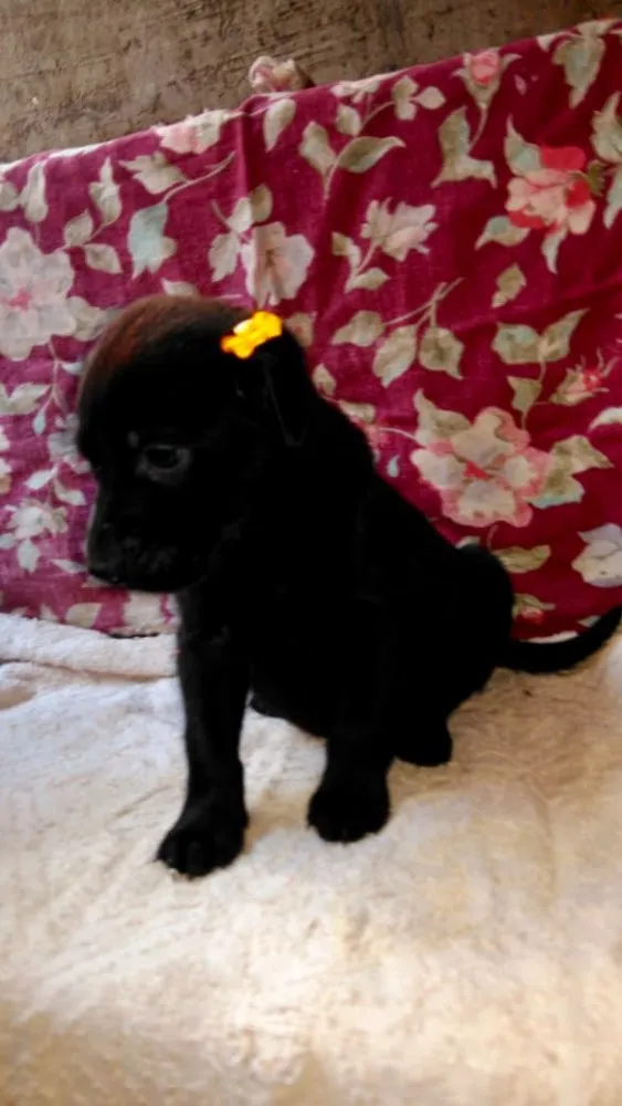 Cachorro ra a SRD idade Abaixo de 2 meses nome Ninhada Dara