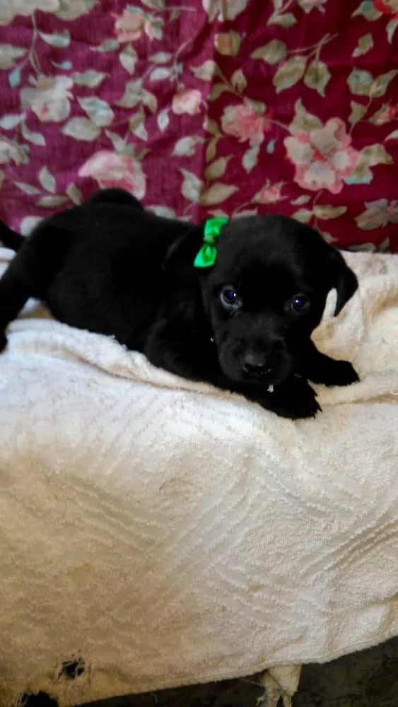 Cachorro ra a SRD idade Abaixo de 2 meses nome Ninhada Dara