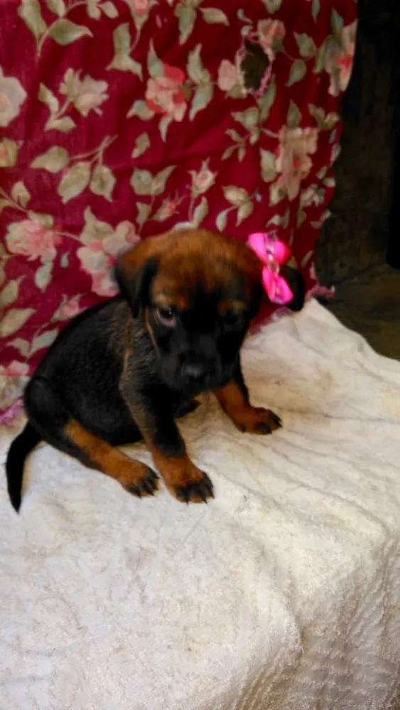 Cachorro ra a SRD idade Abaixo de 2 meses nome Ninhada Dara