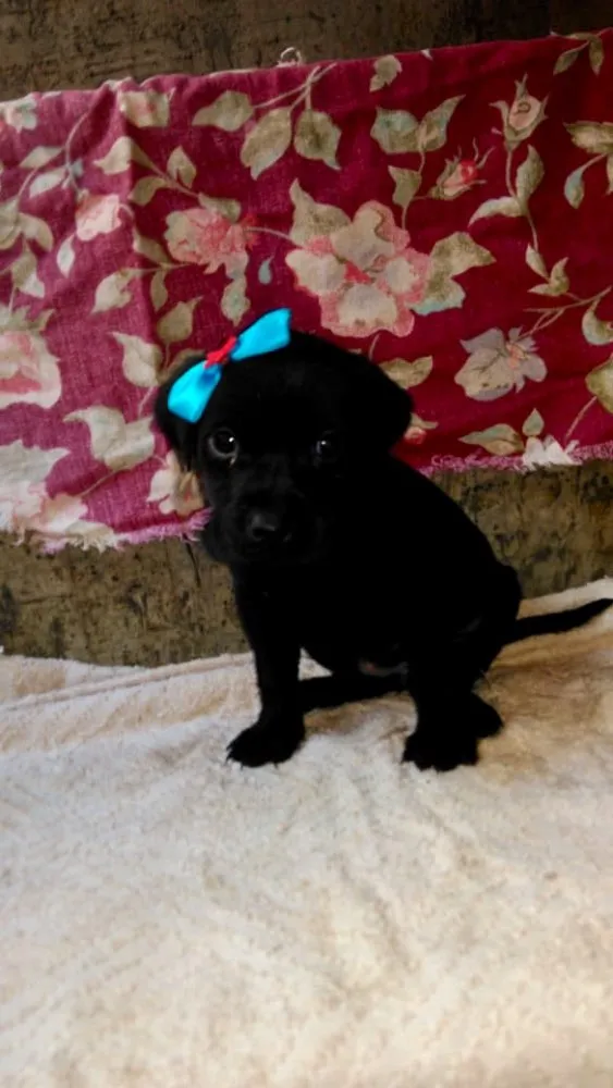 Cachorro ra a SRD idade Abaixo de 2 meses nome Ninhada Dara