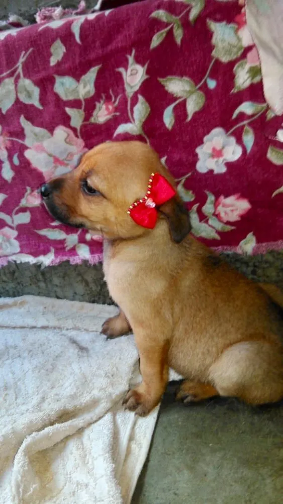 Cachorro ra a SRD idade Abaixo de 2 meses nome Ninhada Dara