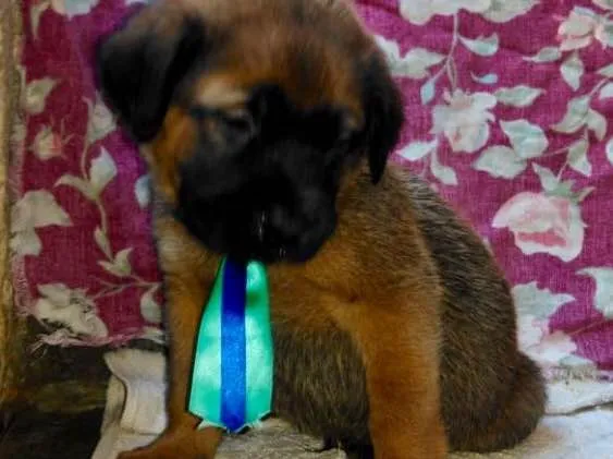 Cachorro ra a SRD idade Abaixo de 2 meses nome Ninhada Dara
