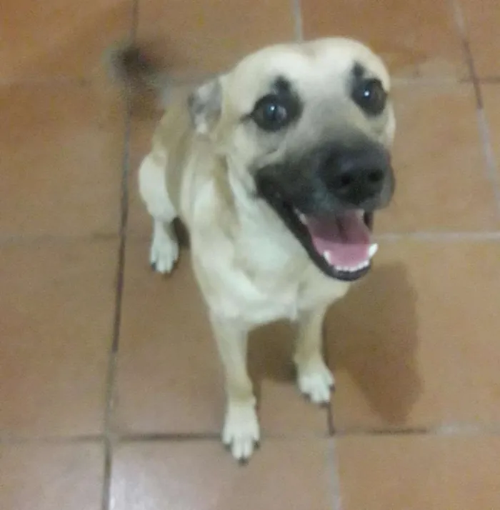 Cachorro ra a Sem raça definida idade 1 ano nome Zé