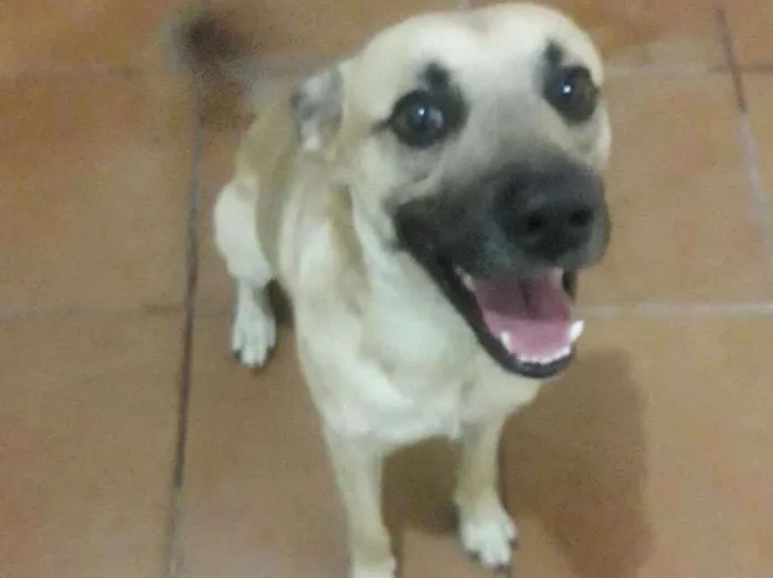 Cachorro ra a Sem raça definida idade 1 ano nome Zé