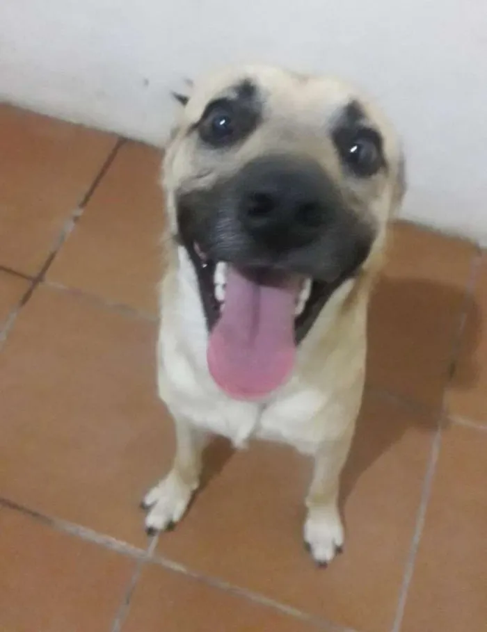 Cachorro ra a Sem raça definida idade 1 ano nome Zé