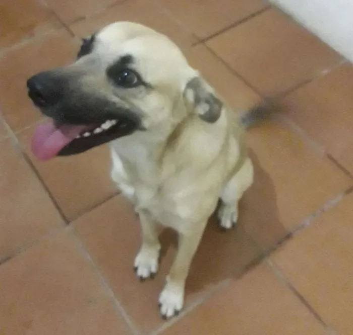 Cachorro ra a Sem raça definida idade 1 ano nome Zé