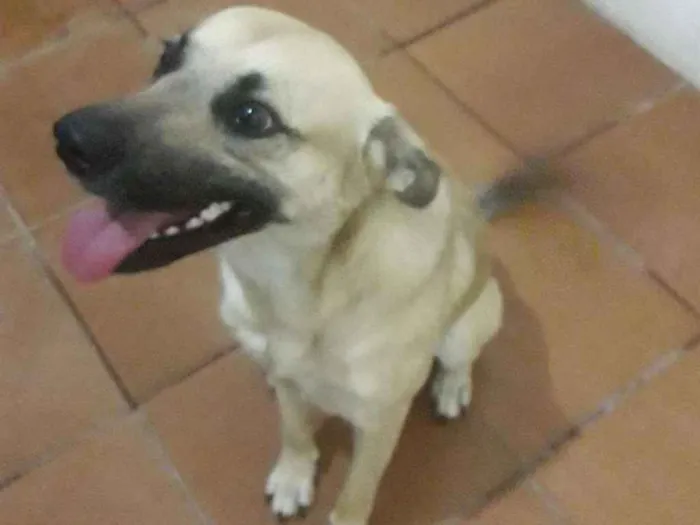 Cachorro ra a Sem raça definida idade 1 ano nome Zé