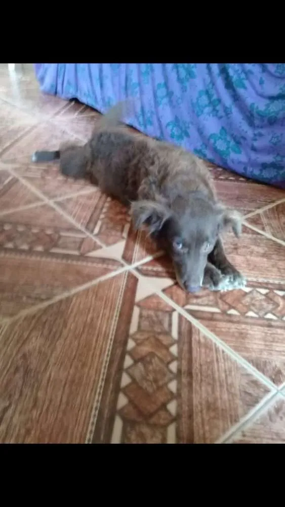 Cachorro ra a Sem raça definida  idade 5 anos nome Duquesa