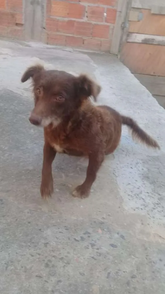 Cachorro ra a Sem raça definida  idade 5 anos nome Duquesa