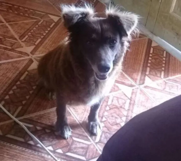 Cachorro ra a Sem raça definida  idade 5 anos nome Duquesa