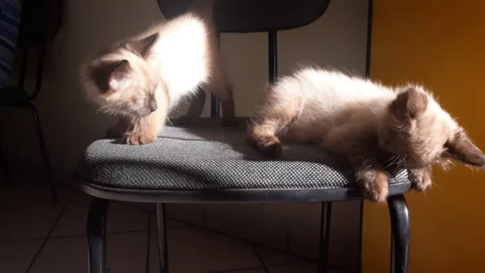 Gato ra a Srd idade 2 a 6 meses nome João e Maria