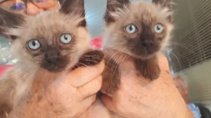 Gato ra a Srd idade 2 a 6 meses nome João e Maria