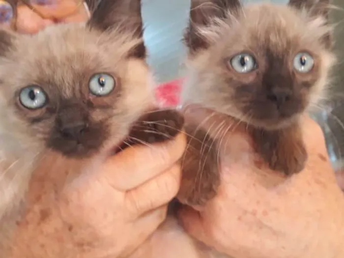 Gato ra a Srd idade 2 a 6 meses nome João e Maria