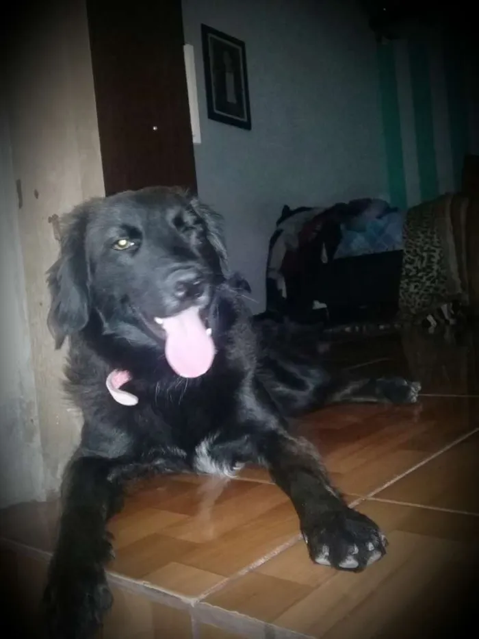 Cachorro ra a Sem raça definida idade 1 ano nome Lara
