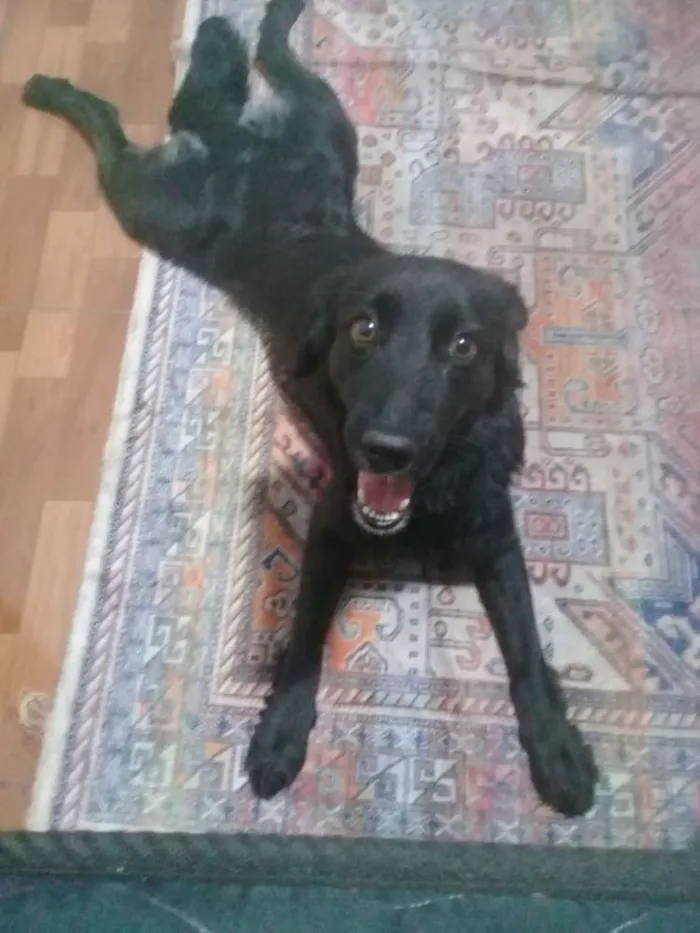 Cachorro ra a Sem raça definida idade 1 ano nome Lara