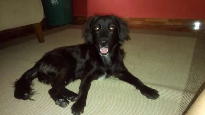 Cachorro ra a Sem raça definida idade 1 ano nome Lara