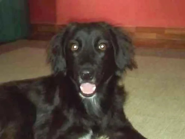 Cachorro ra a Sem raça definida idade 1 ano nome Lara
