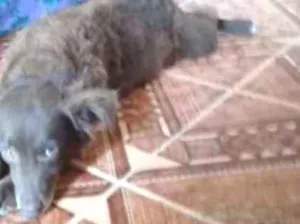 Cachorro raça Sem raça definida  idade 5 anos nome Duquesa