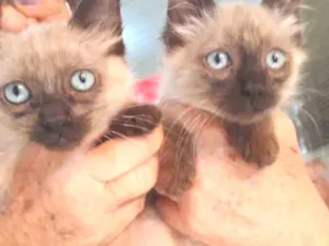 Gato raça Srd idade 2 a 6 meses nome João e Maria