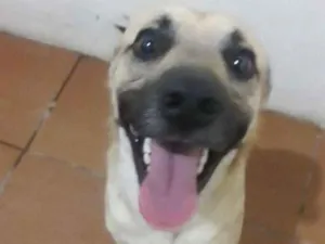 Cachorro raça Sem raça definida idade 1 ano nome Zé