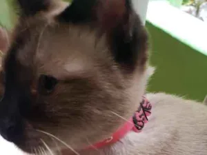 Gato raça Siamês  idade 1 ano nome Angel