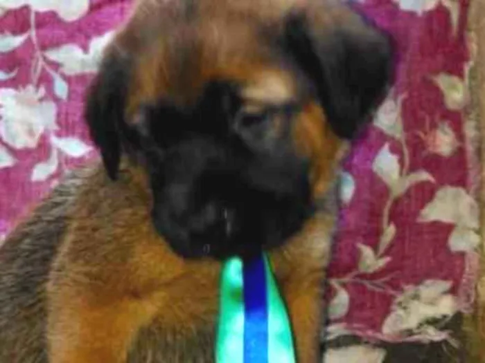 Cachorro ra a SRD idade Abaixo de 2 meses nome Ninhada Dara